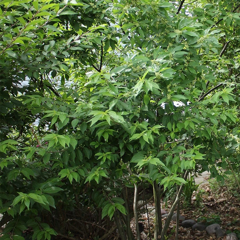 Southern Gentleman Winterberry - Image 4