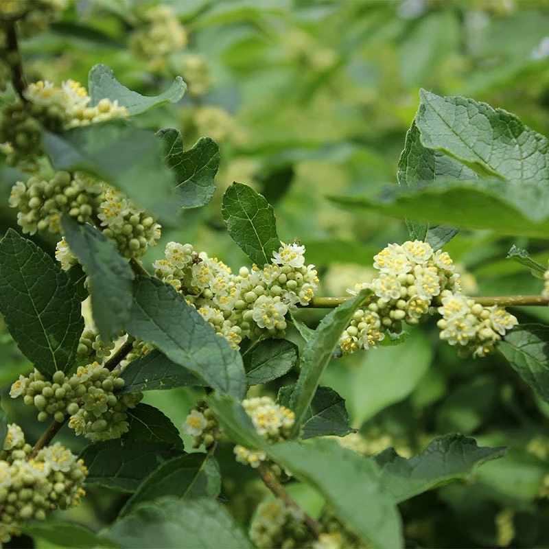 Southern Gentleman Winterberry