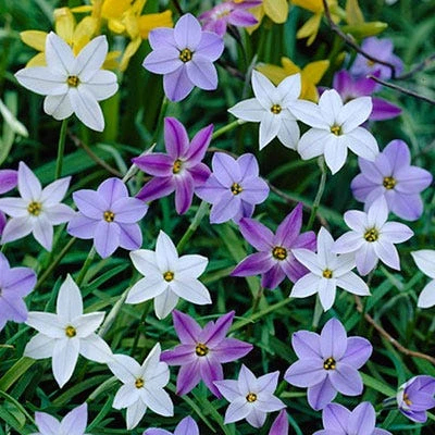 Ipheion Mix