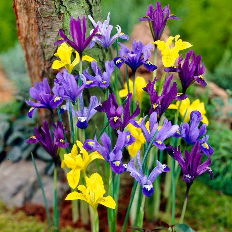 Specie Iris Mix - Image 2