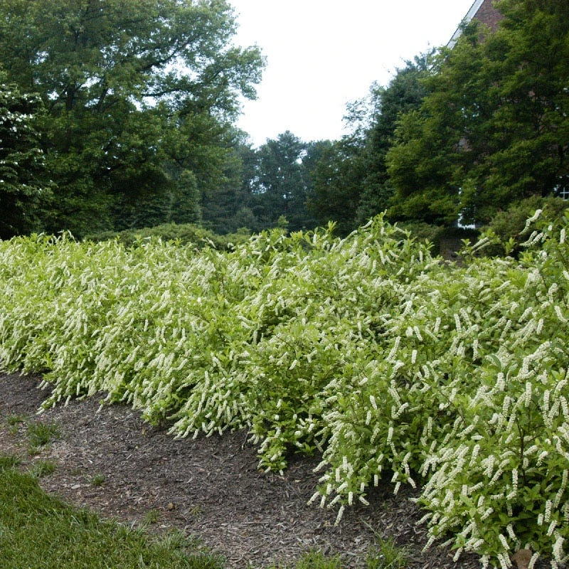 Henry's Garnet Virginia Sweetspire - Image 3