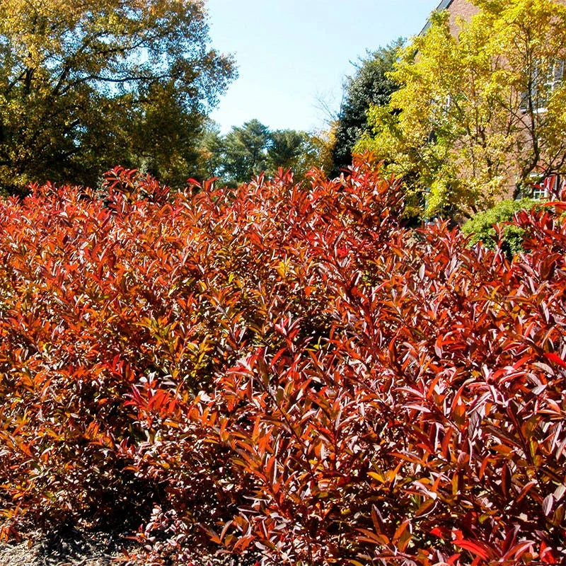 Henry's Garnet Virginia Sweetspire - Image 4