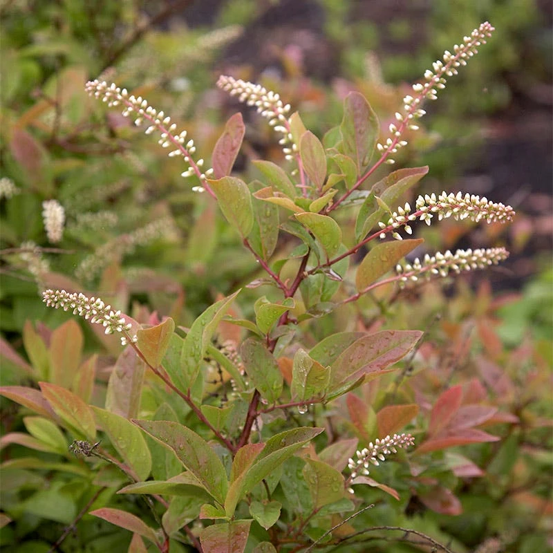 Henry's Garnet Virginia Sweetspire - Image 2