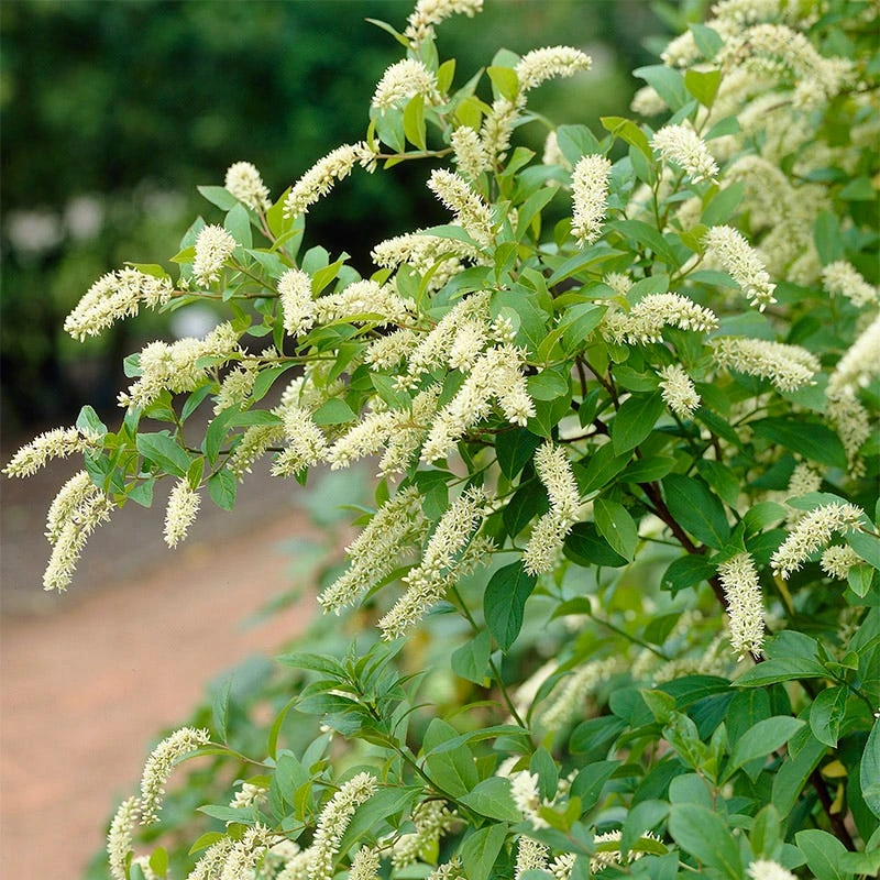 Henry's Garnet Virginia Sweetspire - Image 5