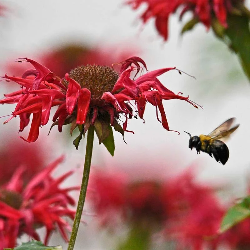 Jacob Cline Bee Balm - Image 3