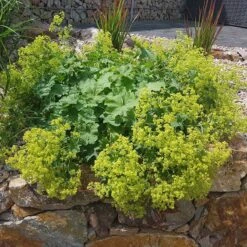 Lady's Mantle