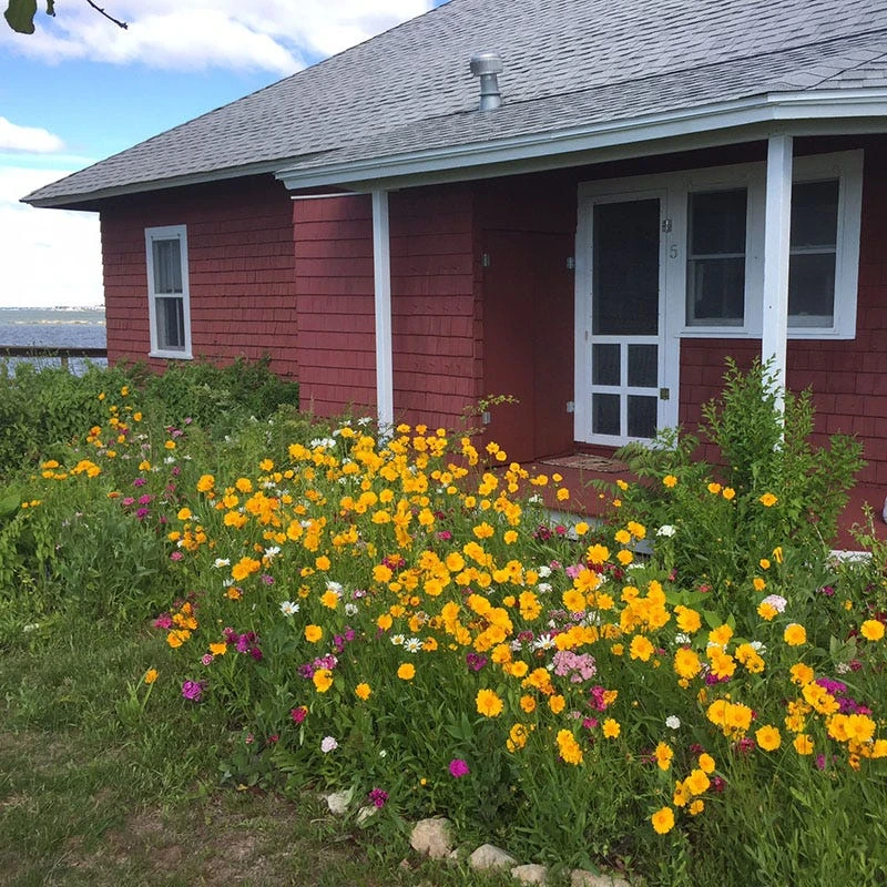 Lance Leaf Coreopsis Seeds - Image 6