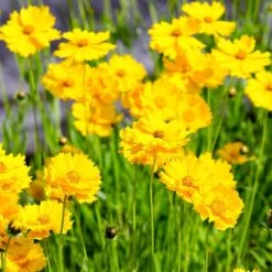 Lance Leaf Coreopsis Seeds