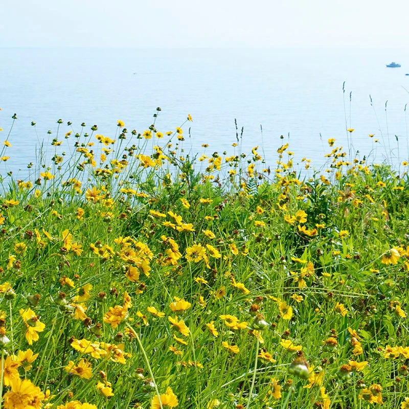 Lance Leaf Coreopsis Seeds - Image 4