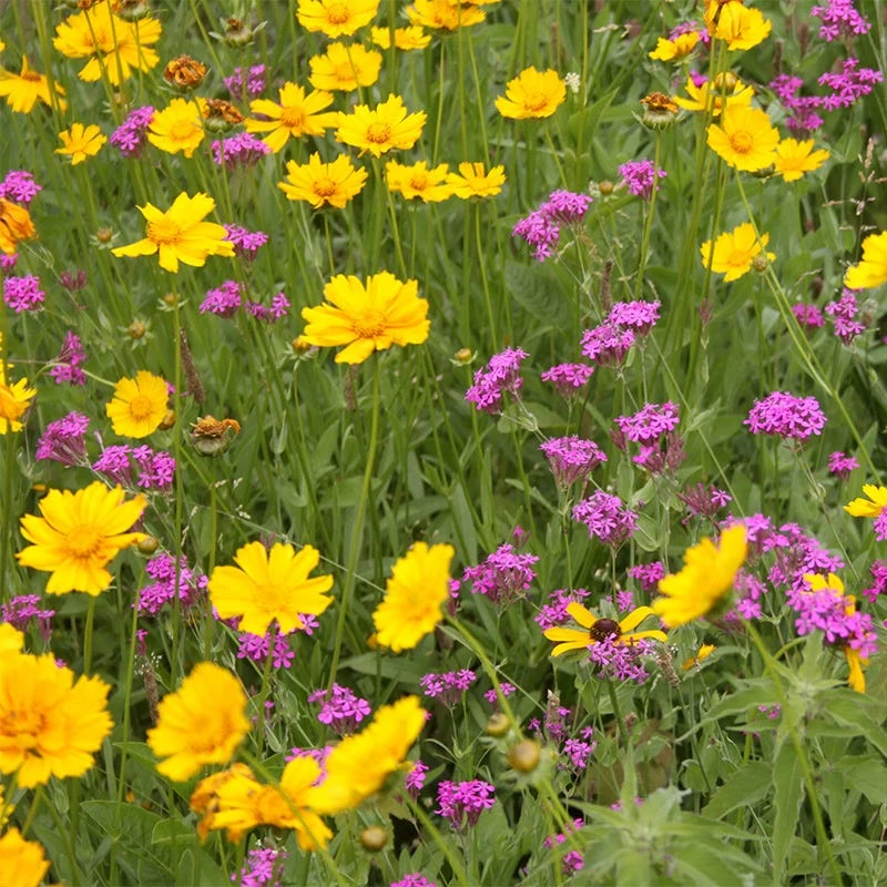 None So Pretty Or Catchfly Seeds - Image 3