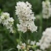Ellagance Snow English Lavender