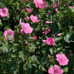 Rose Mallow Seeds