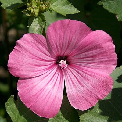 Rose Mallow Seeds - Image 6
