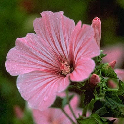 Rose Mallow Seeds - Image 2