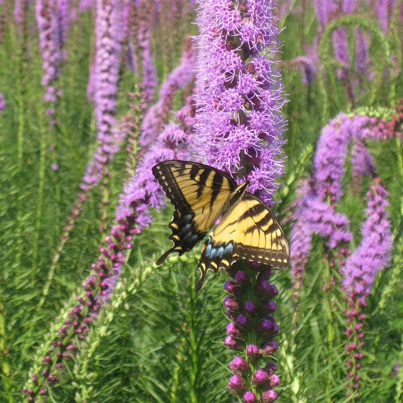 Wet Meadow Wildflower Seed Mix - Image 6