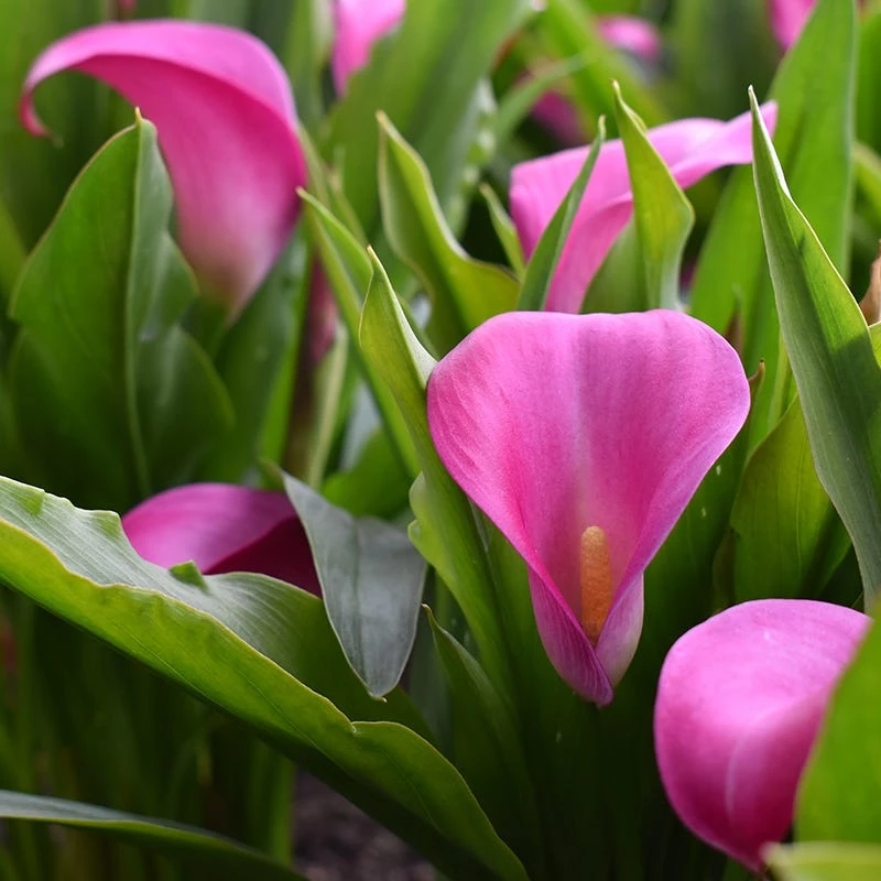 Lipstick Calla Lily - Image 3