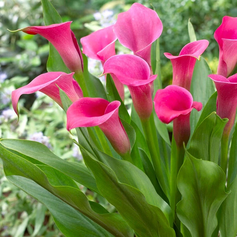 Lipstick Calla Lily - Image 2