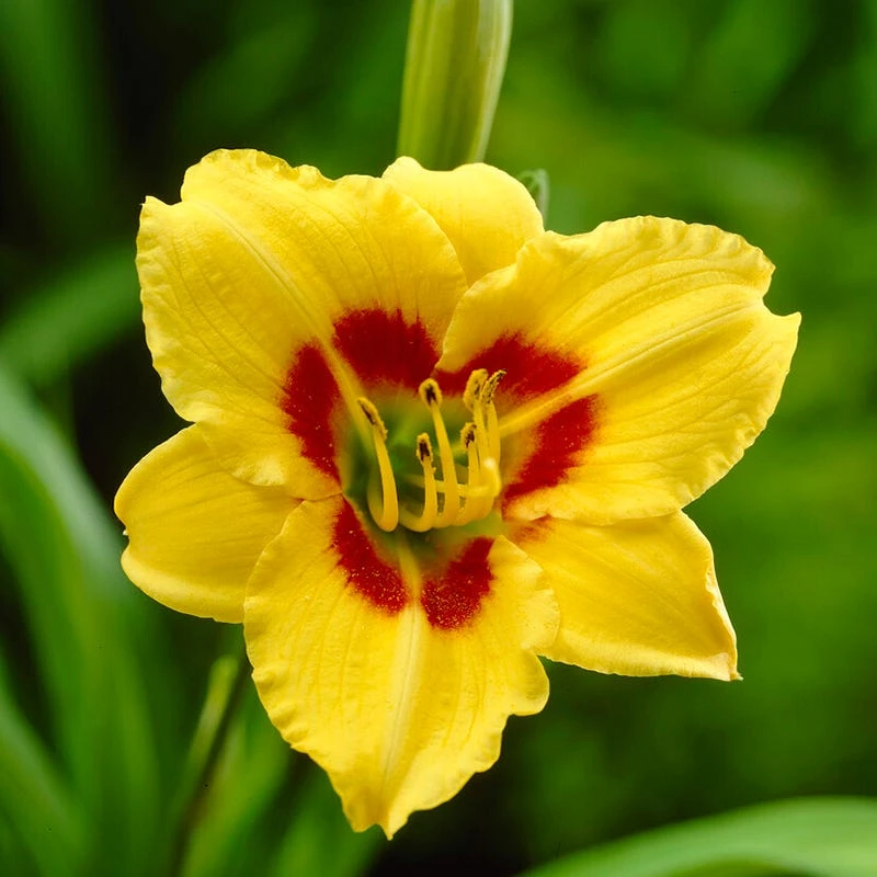 Little Cadet Reblooming Daylily - Image 2