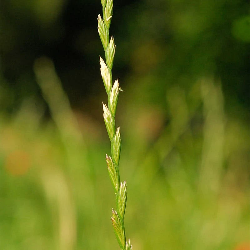 Perennial Rye Grass Seeds - Image 2