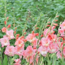 Louise Gladiolus