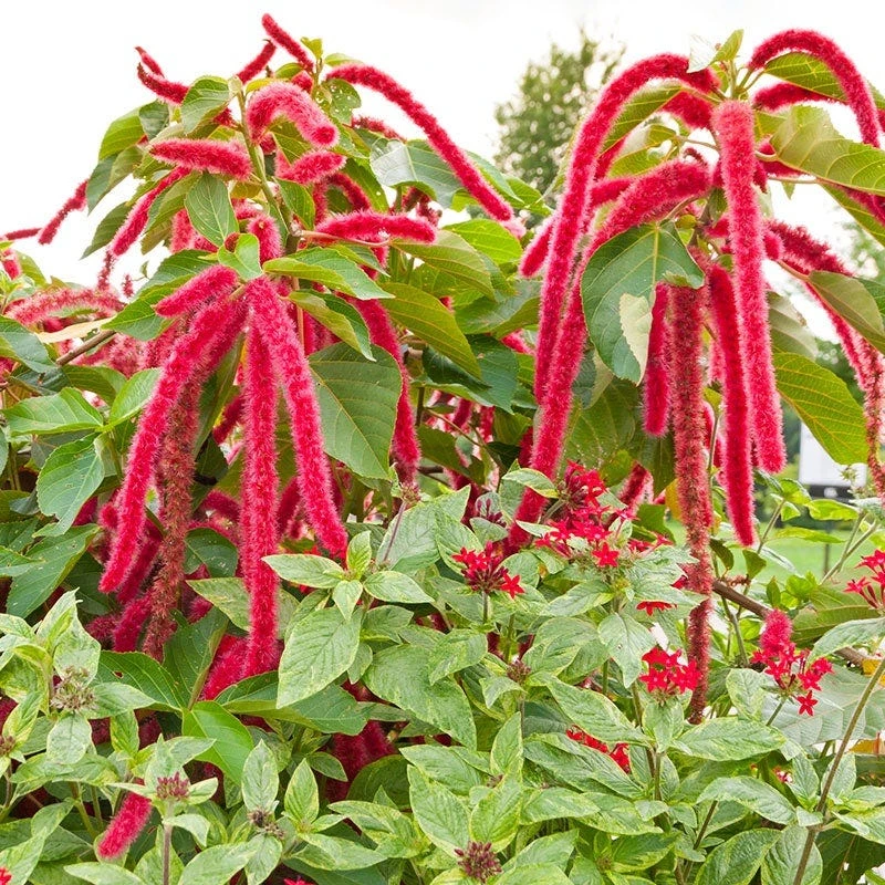 Love Lies Bleeding Seeds - Image 5