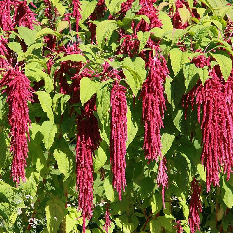 Love Lies Bleeding Seeds - Image 4