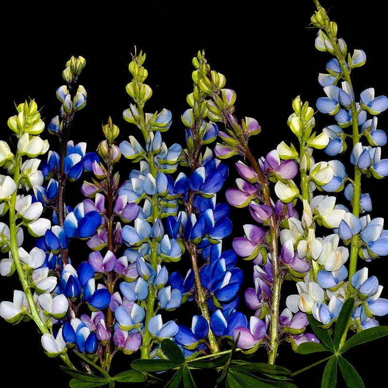 Dwarf Lupine Seeds Pixie Delight Mix - Image 5