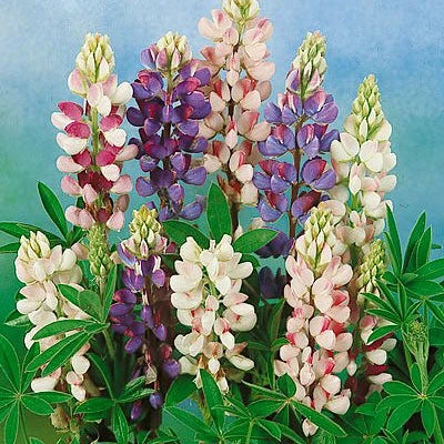Dwarf Lupine Seeds Pixie Delight Mix