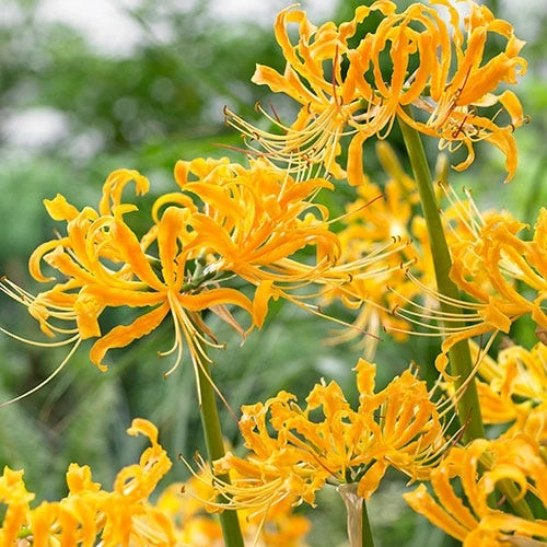 Yellow Spider Lily