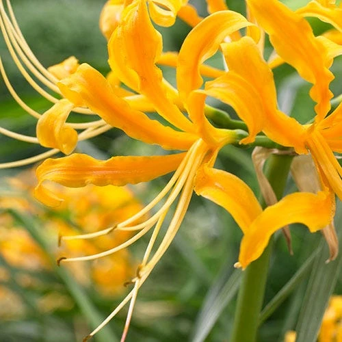Yellow Spider Lily - Image 2