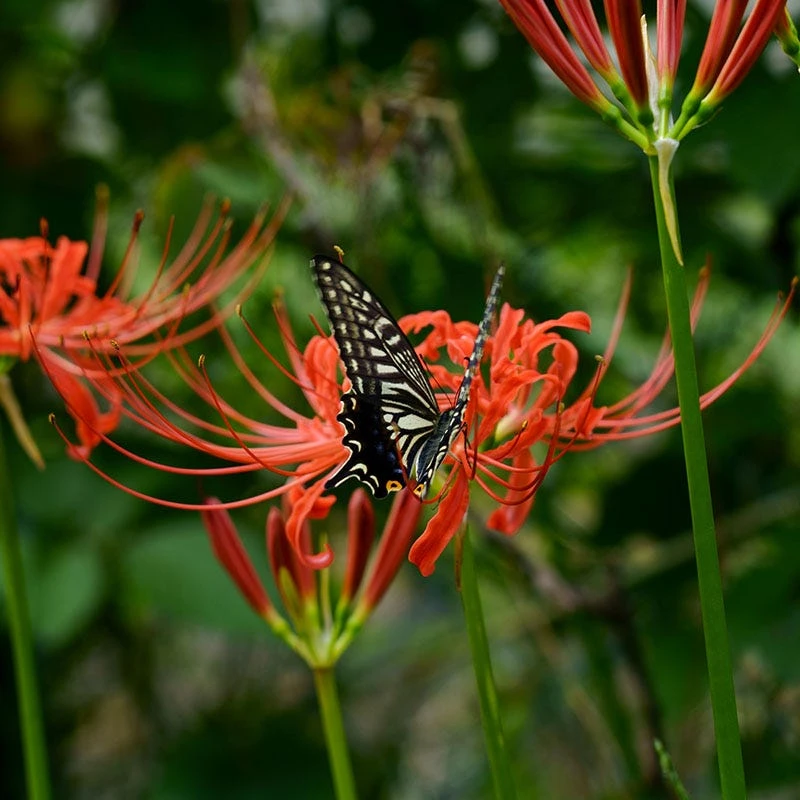 Red Spider Lily - Image 2