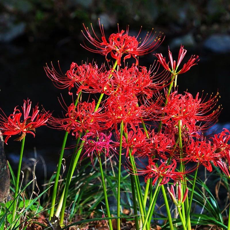 Red Spider Lily - Image 3
