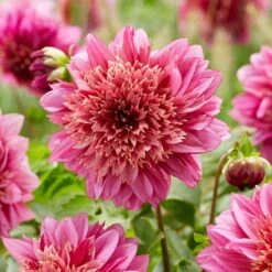 Mambo Anemone Dahlia