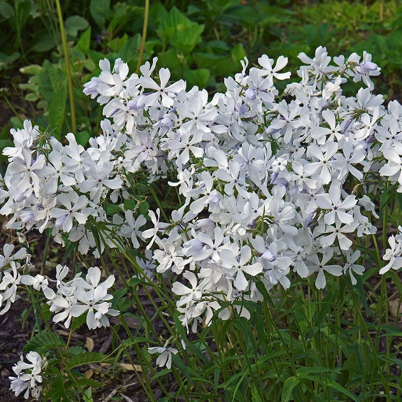 May Breeze Woodland Phlox - Image 2