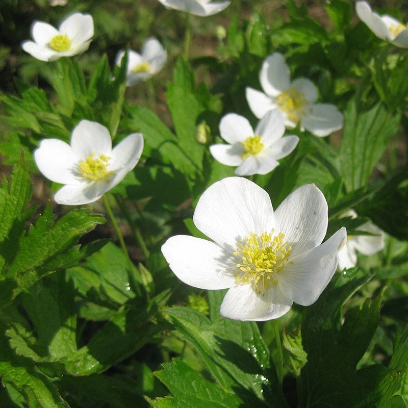 Meadow Anemone - Image 3