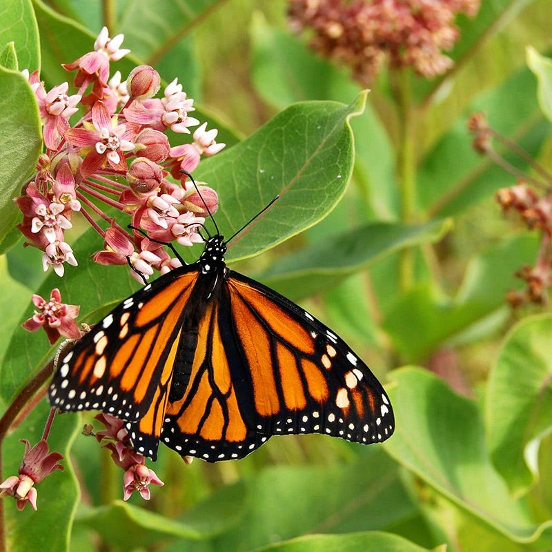 Monarch Butterfly Wildflower Seed Mix - Image 9