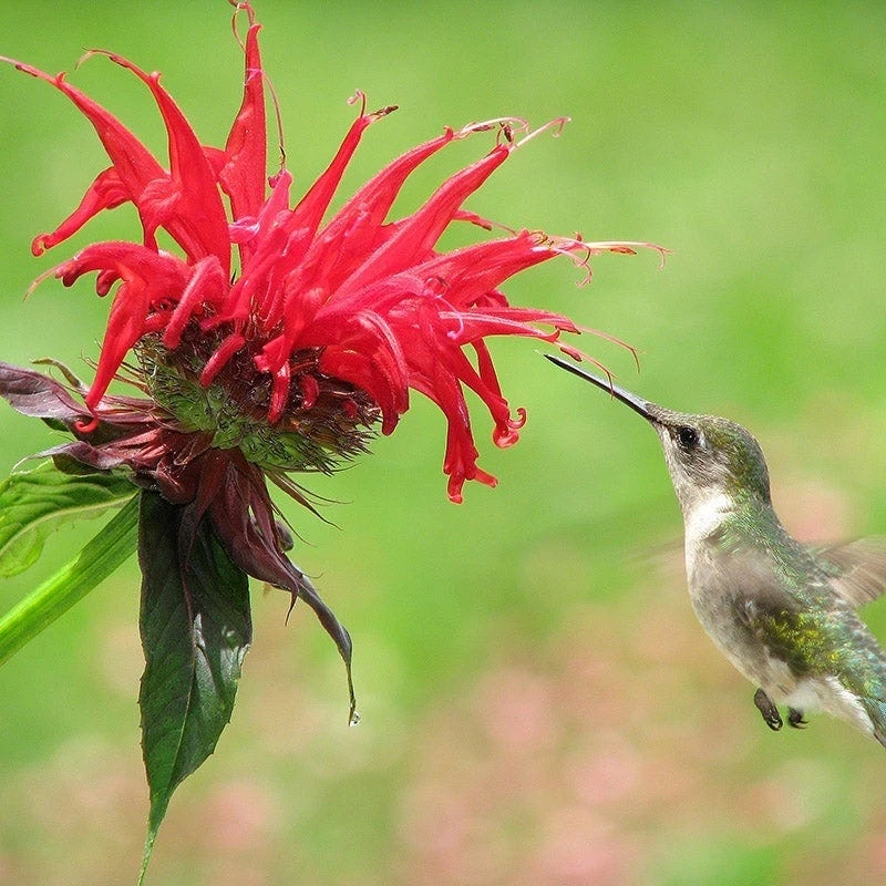 Jacob Cline Bee Balm - Image 5