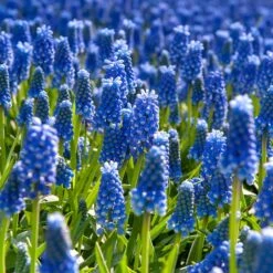 Grape Hyacinth
