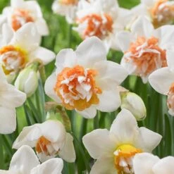 Extravaganza Double Daffodil