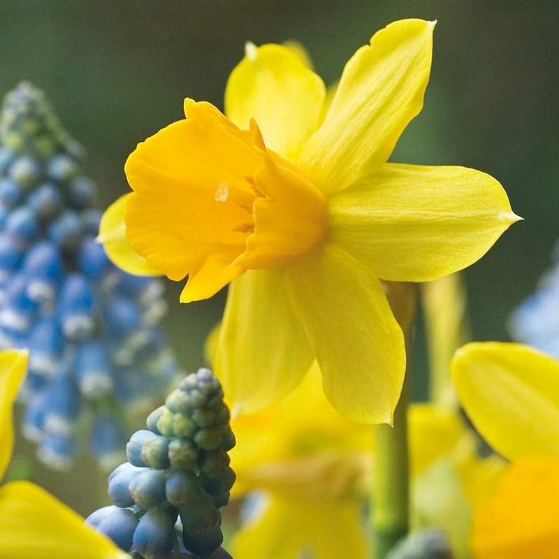 Tete-a-Tete Miniature Daffodil - Image 8