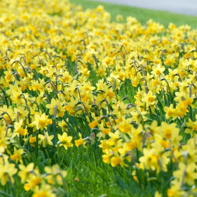 Tete-a-Tete Miniature Daffodil - Image 6