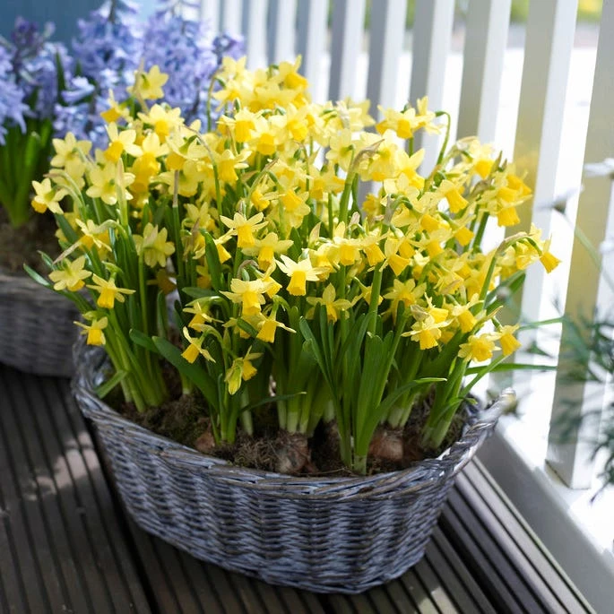 Tete-a-Tete Miniature Daffodil - Image 4