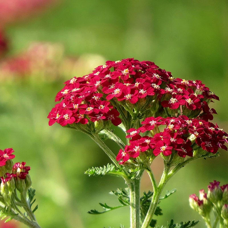 New Vintage⢠Red Yarrow - Image 3