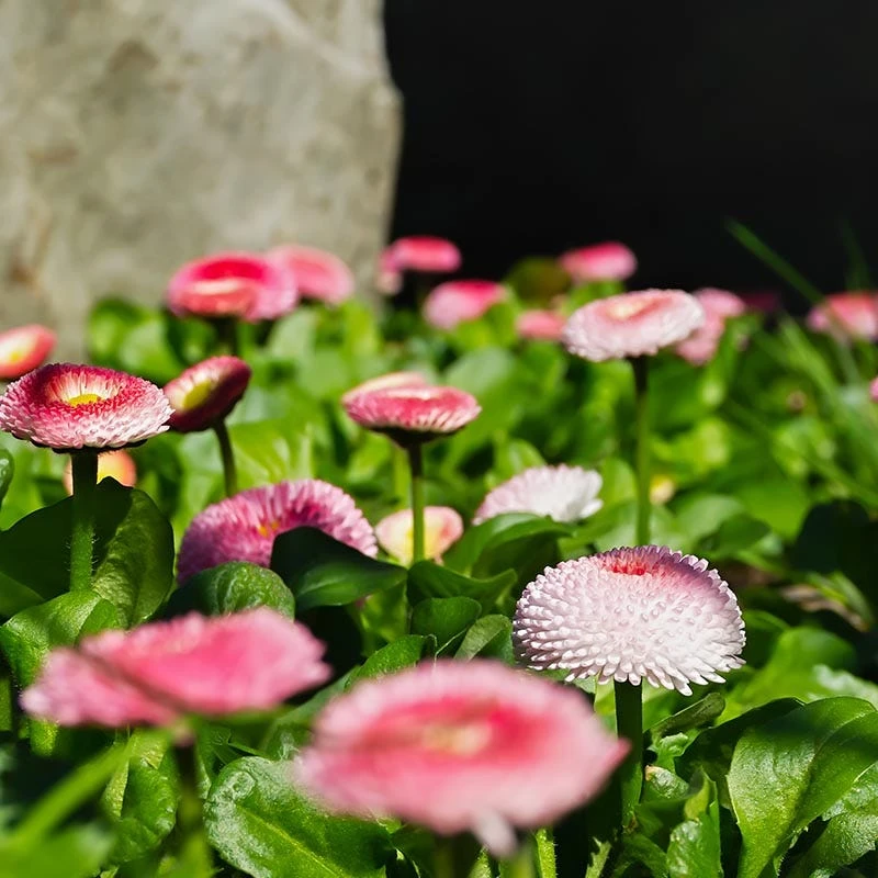 No Mow Flowering Lawn Seed Mix - Image 2