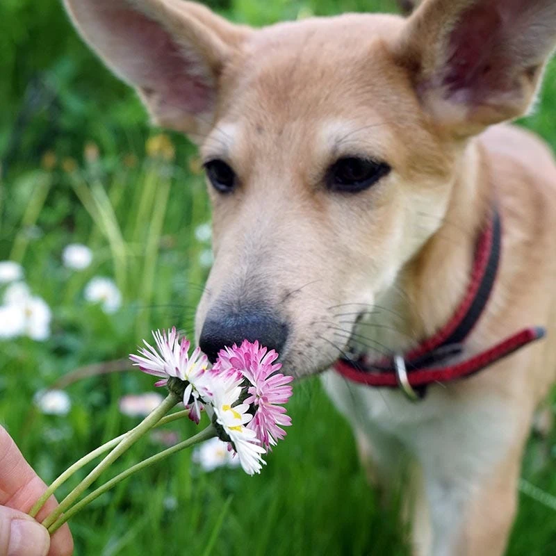 No Mow Flowering Lawn Seed Mix - Image 3