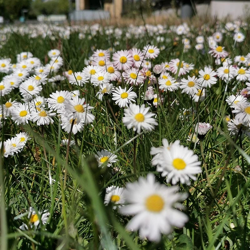 No Mow Flowering Lawn Seed Mix - Image 4