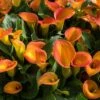 Orange Pitcher Calla Lily