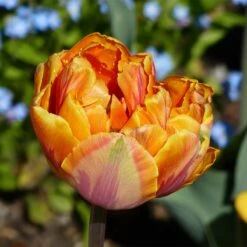 Orange Princess Double Late Tulip