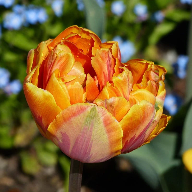 Orange Princess Double Late Tulip