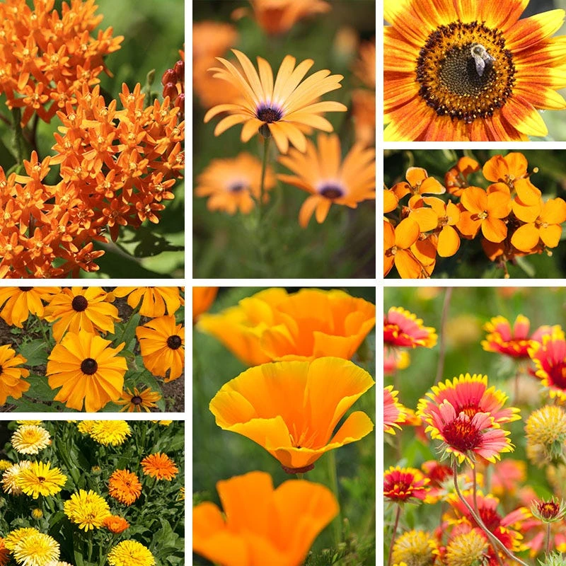 Warm Color Wildflower Seed Patches - Image 2